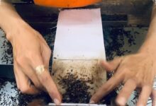 Saat Pasar Rokok Legal Melemah, Petani Tembakau Terancam Kehilangan Pembeli