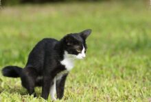 Bukan Bulu Kucing, Paparan Toksoplasma yang Perlu Diwaspadai saat Hamil