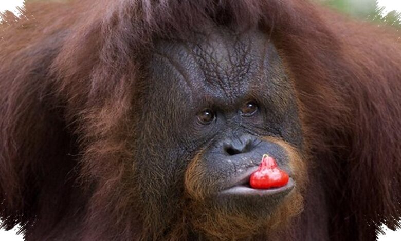 Setiap Kehilangan Sulit Diganti, Orang Utan Sumatra Tinggal 11.694 Individu